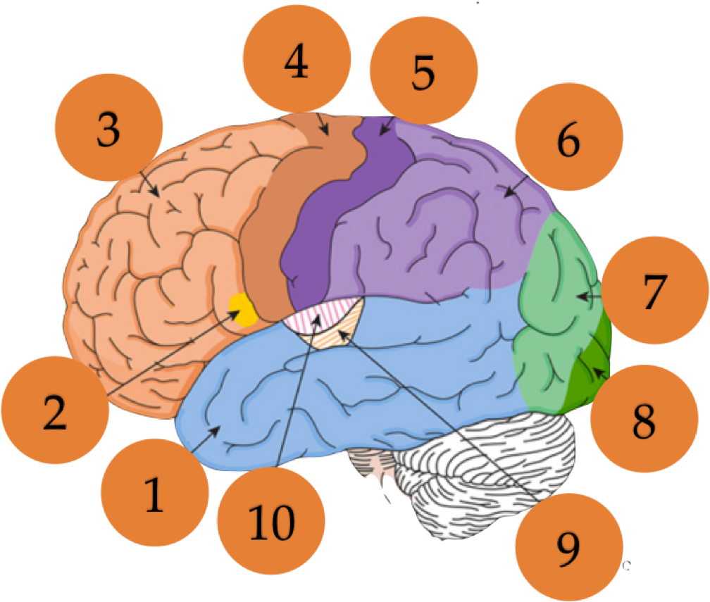Transparent Psychologist Clipart - Illustration - Png Download (1008x855), Png Download
