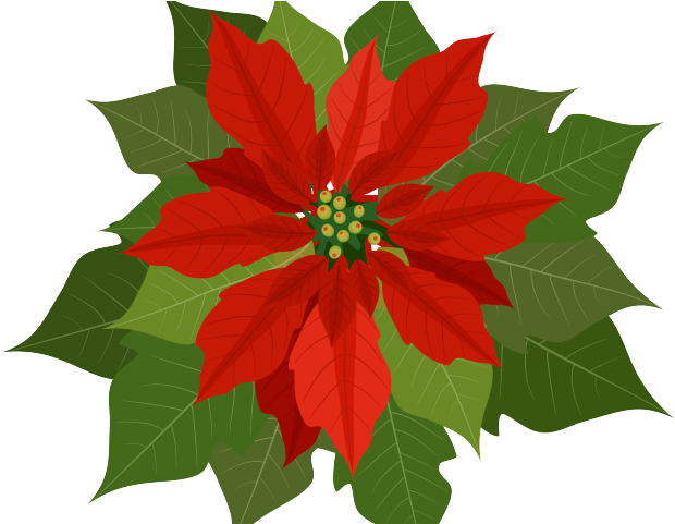 Clipart Christmas Flower Png Transparent Png (640x480), Png Download