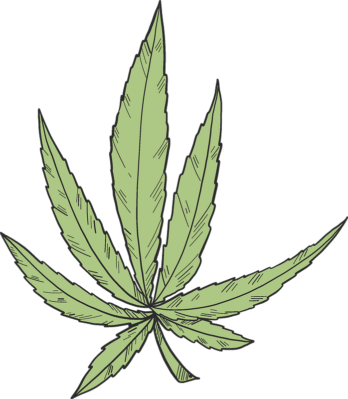 Marijuana Clipart - Plant Stem - Png Download (698x800), Png Download