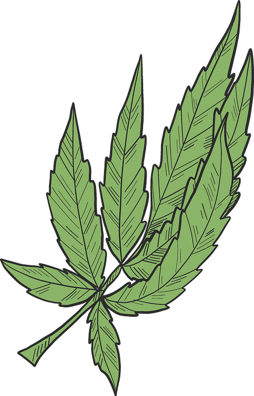 Marijuana Clipart - Illustration - Png Download (513x800), Png Download