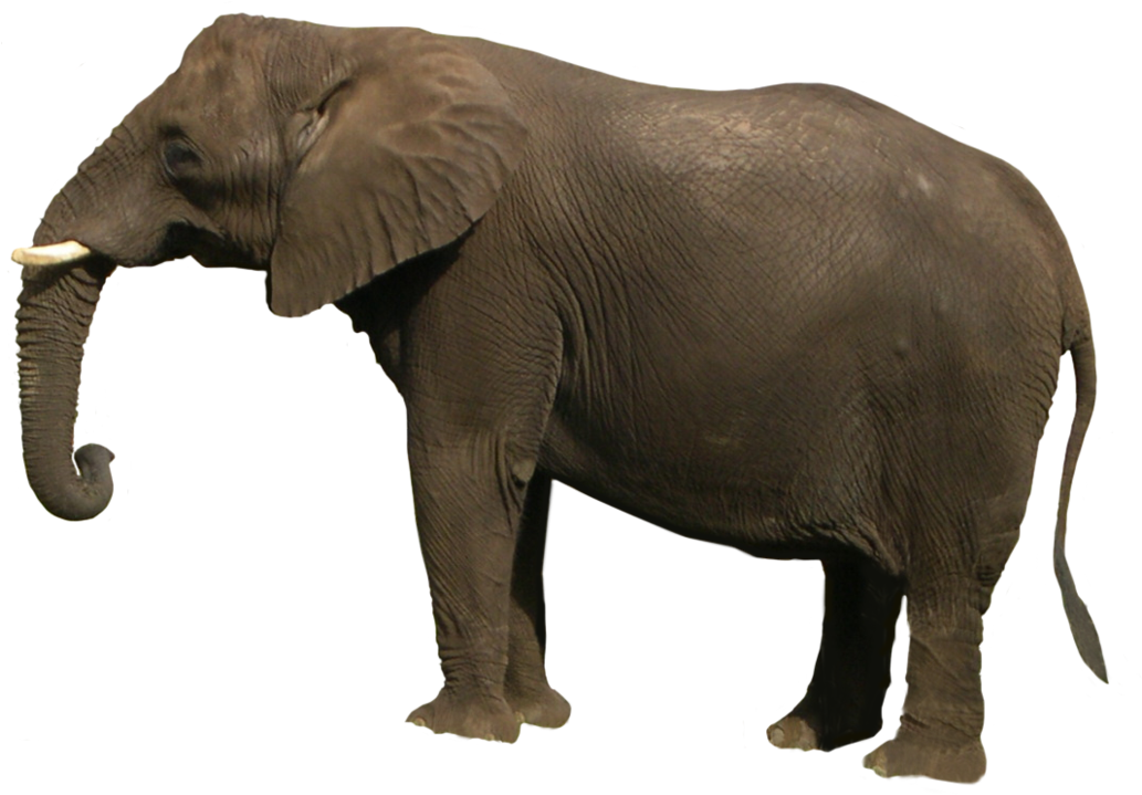 Elephant Png Clipart (1062x753), Png Download