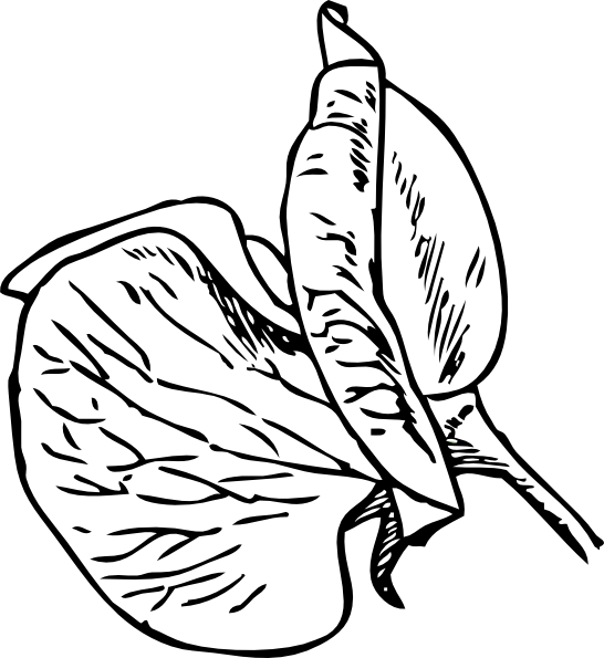 Sweet Pea Cartoon Flowers Clipart (546x595), Png Download