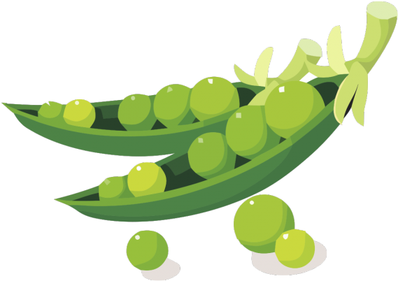 Soybean Clipart - Png Download (640x480), Png Download