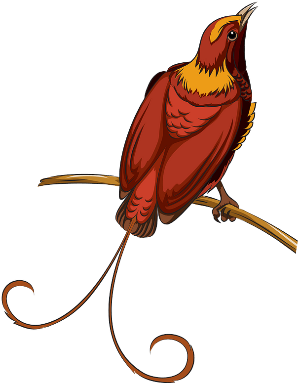 Bird Of Paradise Clipart - Portable Network Graphics - Png Download (631x800), Png Download