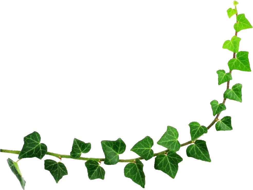 Semicircle Leaf Green Half - Efeuranke Clipart - Png Download (1024x762), Png Download