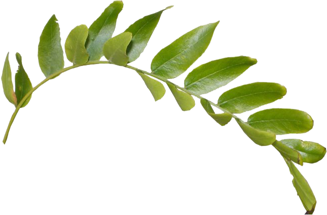 Green Leaf Png Clipart - Transparent Background Green Leaf Png (900x440), Png Download