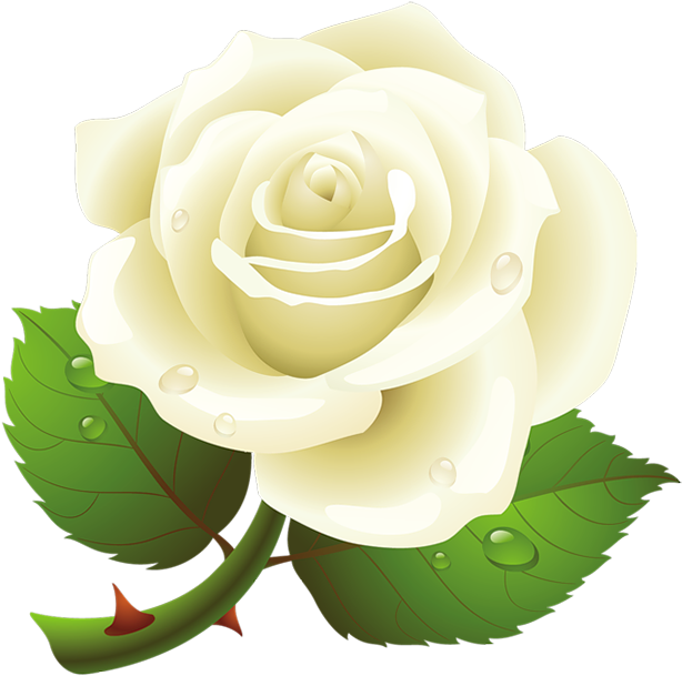 White Rose Clipart Vector - White Rose Vector Png Transparent Png (614x609), Png Download