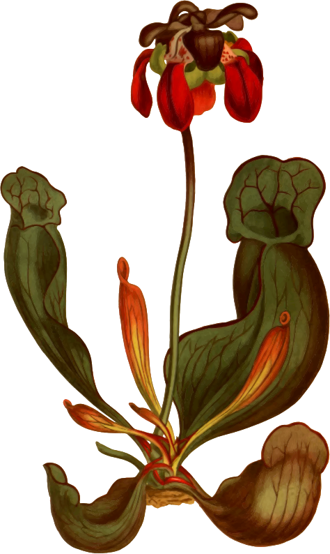 Broad-lipped Purple Side Saddle Flower - Vintage Illustration Pitcher Plant Clipart (474x794), Png Download