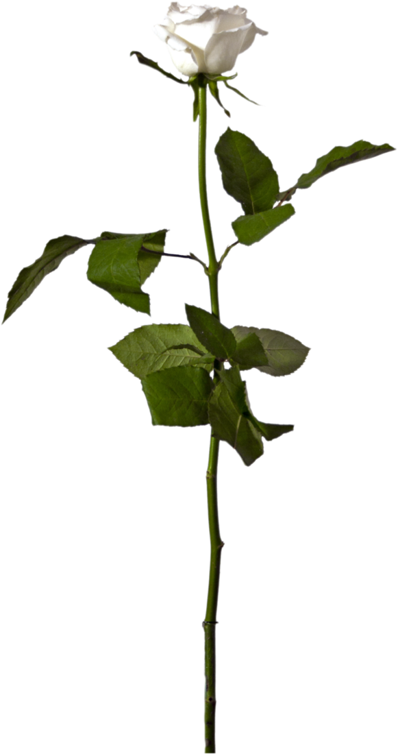 Flowering Plant Clip Art, Rose, Image - Png Download (673x1186), Png Download