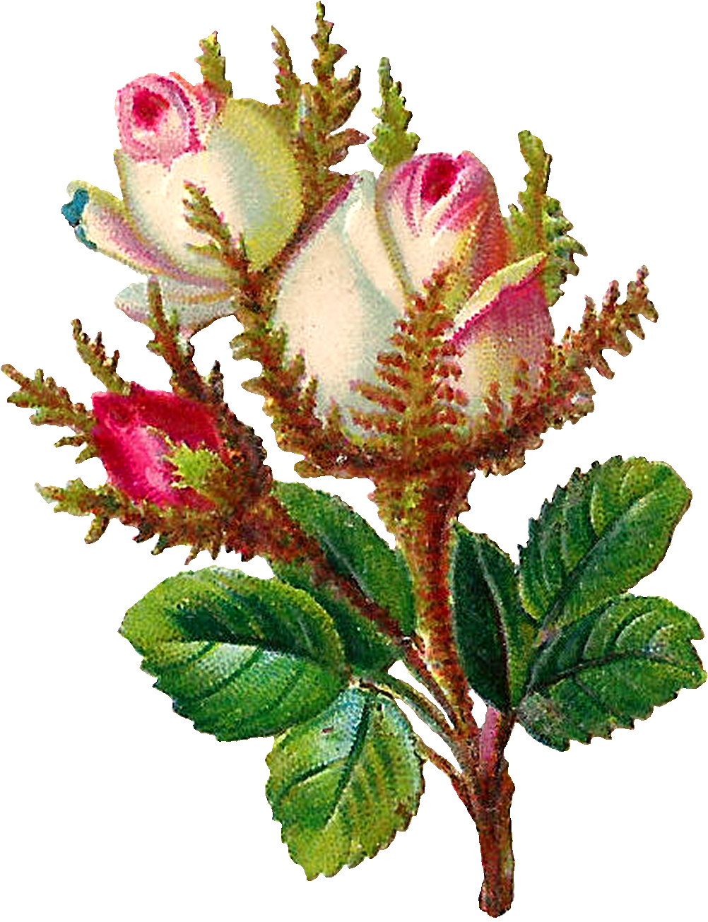 Garden Roses Clipart (1174x1502), Png Download