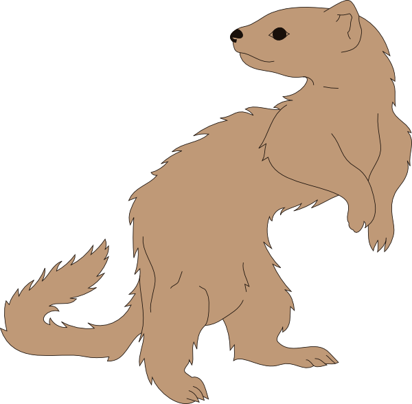 Ferret Vector Clipart - Furão Desenho Png Transparent Png (600x588), Png Download