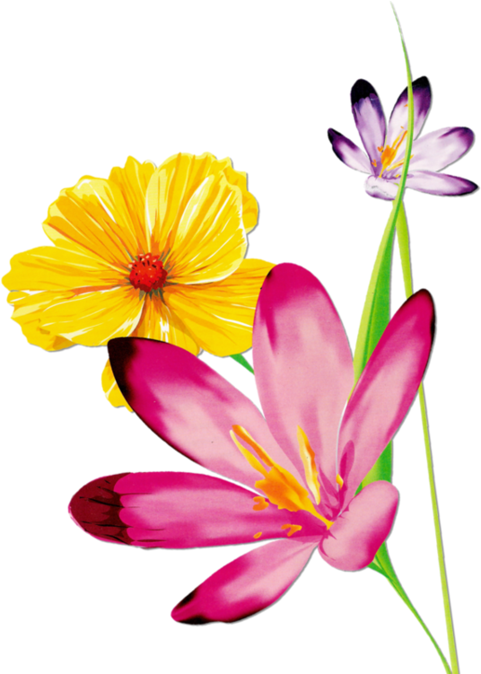 Cotton Clipart Magnolia Watercolor - Clip Art Pic Flower Watercolor - Png Download (536x751), Png Download