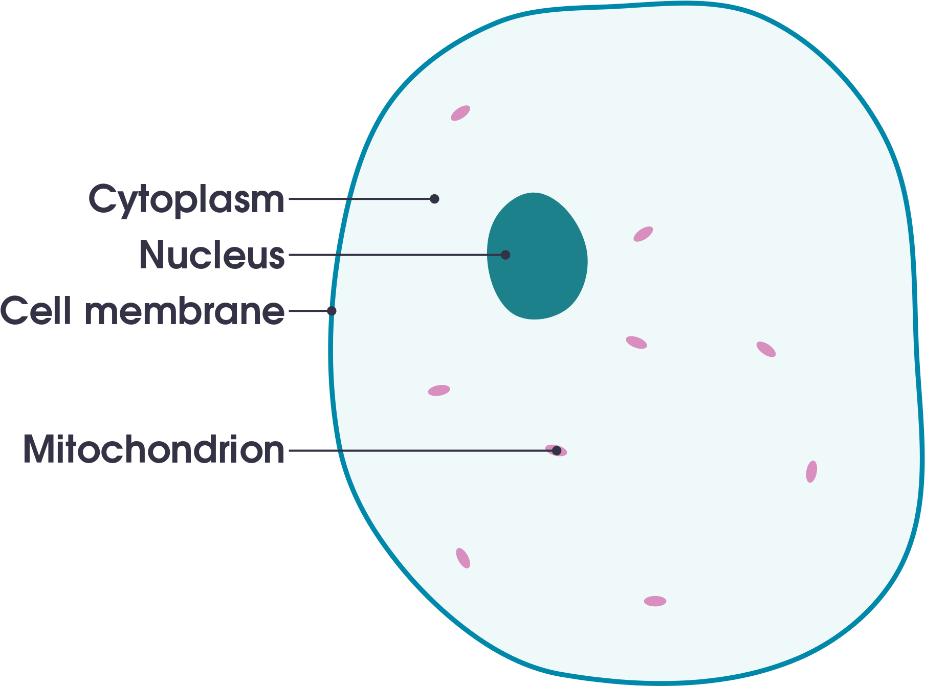 Cell Membrane Definition For Kid Clipart (1808x1342), Png Download