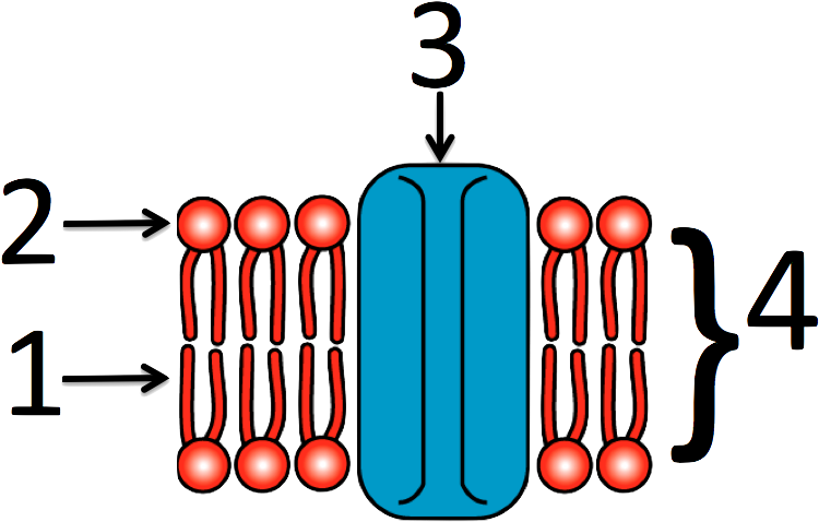 Cell Membrane Numbered Clipart (820x507), Png Download
