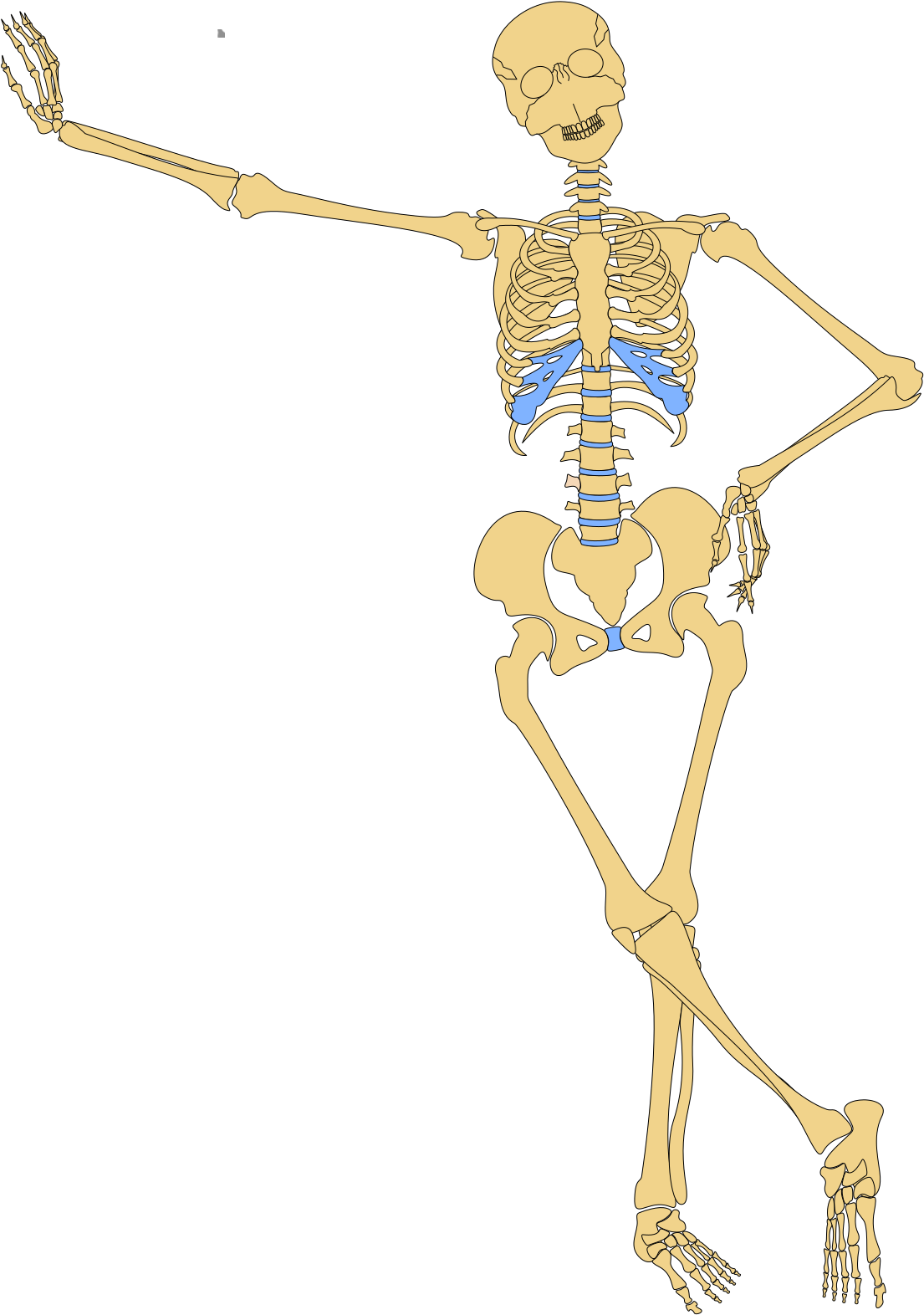 Anatomy Clipart - Png Download (1600x1600), Png Download