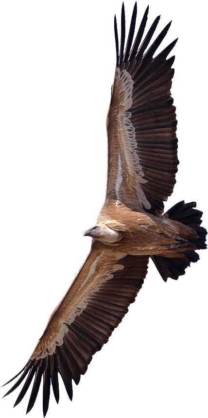 Vulture - Vultures Png Clipart (436x870), Png Download