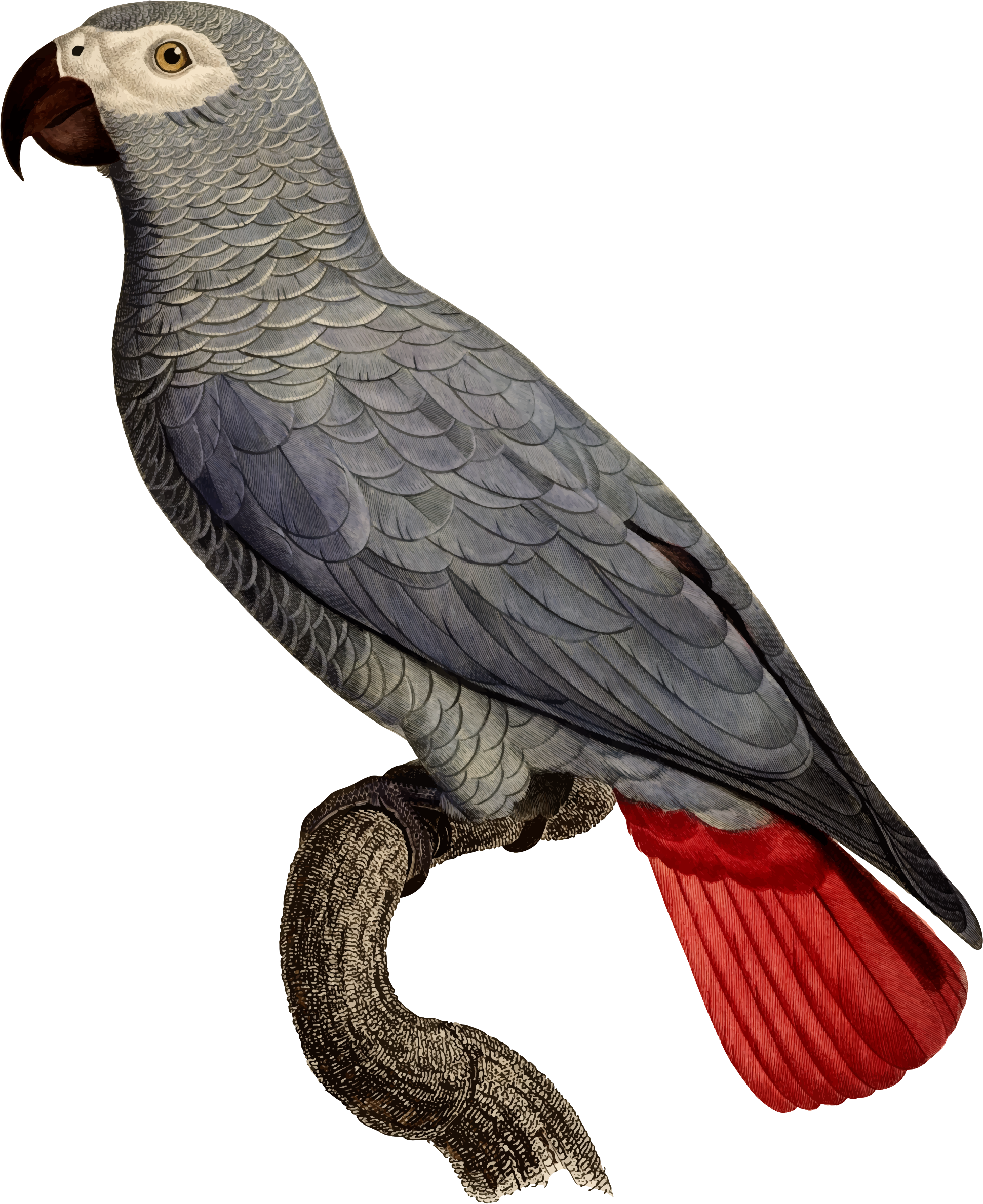 Library Of Turkey Vulture Vector Free Stock Png Files - Grey Parrot Clipart (1941x2378), Png Download