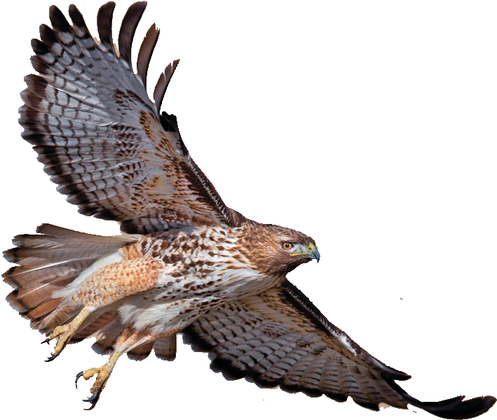 Download Turkey Red Tailed Eagle Bald Vulture Red Shouldered - Drawing