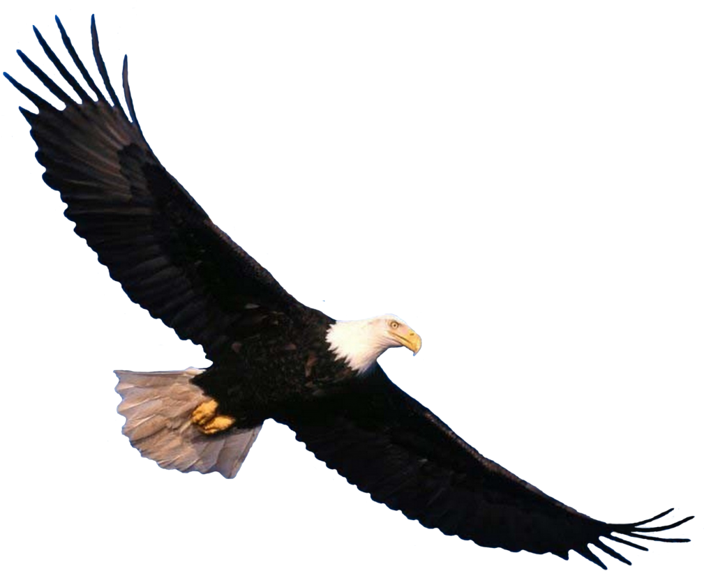 Bald Eagle Flying Png Clipart (640x520), Png Download