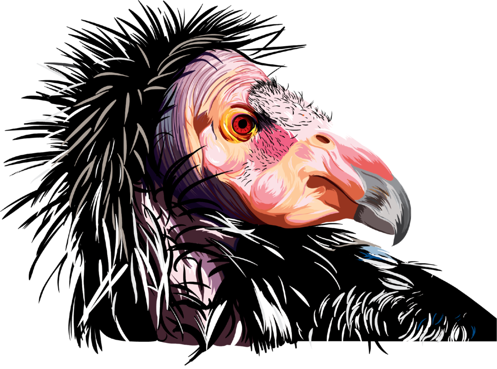 Condor Copy Clipart (1000x742), Png Download
