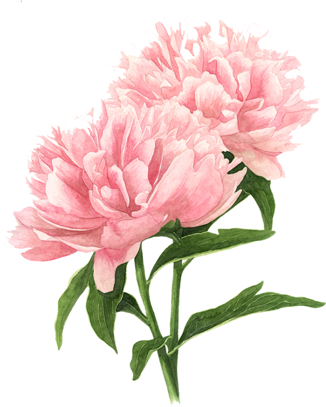 Pink Peony Watercolor Flowers Painting Drawing Clipart - Peony Watercolor Painting - Png Download (700x889), Png Download