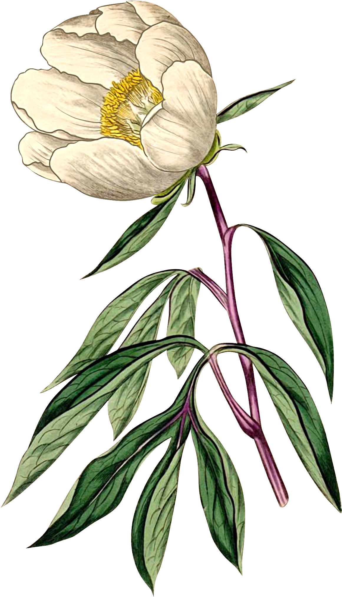 Paeonia Albiflora Clipart (1373x2277), Png Download