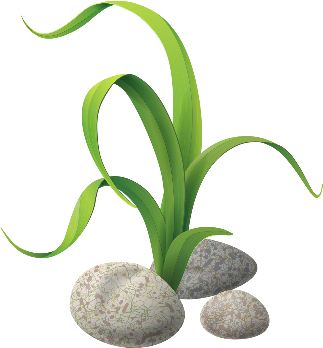 Download Fish Tank Decorations Clipart Graphic Download Algae Seaweed