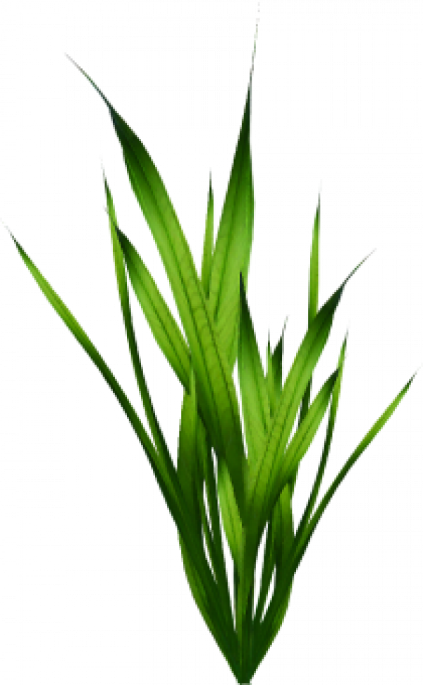 Seaweed Png Clipart (600x971), Png Download