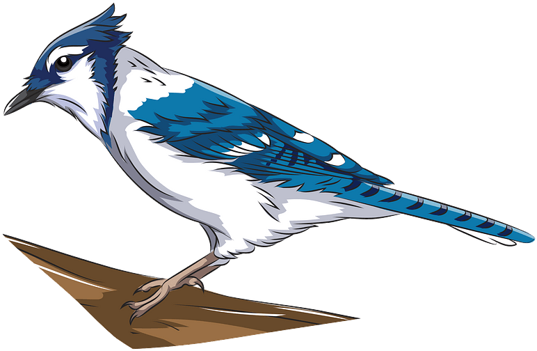 Blue Jay Clipart - Blue Jay - Png Download (800x555), Png Download