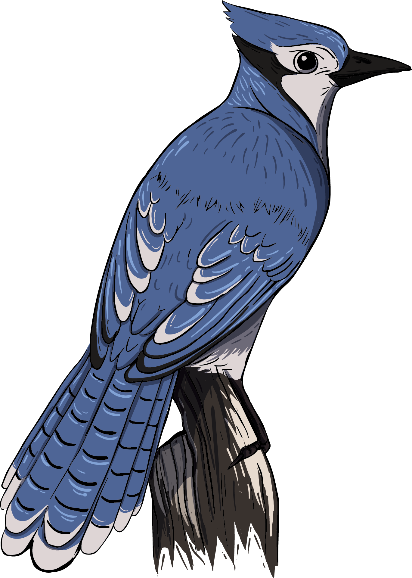 Download Blue Jay Transparent Clipart (#5472623) - PinClipart