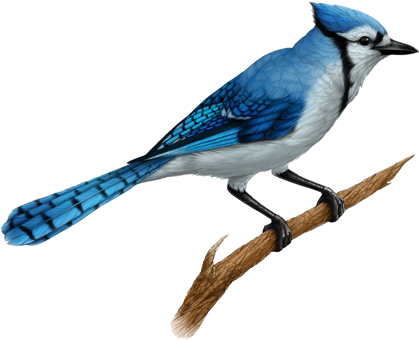 Download Jay Clipart Transparent - Blue Jays Birds Drawing - Png