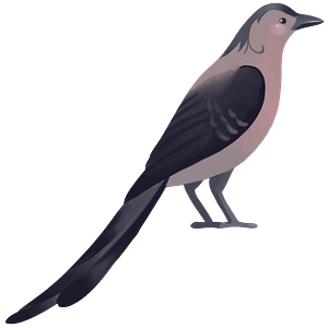 Blue Jay Clipart - Northern Mockingbird - Png Download (300x300), Png Download