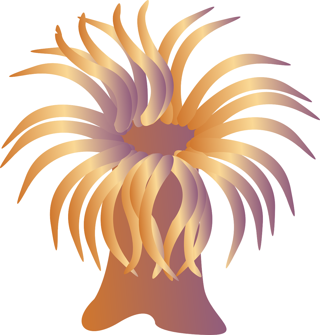 Clip Art Sea Anemone - Png Download (1221x1280), Png Download