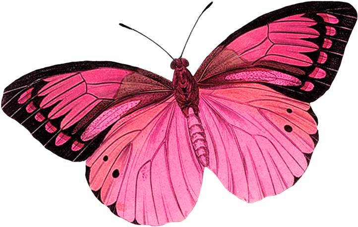 Butterfly Clipart Photo By - Transparent Butterfly No Background - Png Download (722x457), Png Download