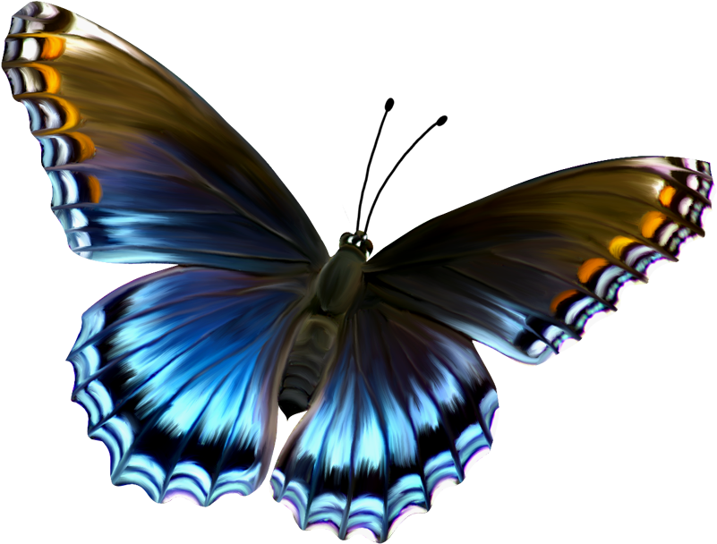 Butterflies Transparent Png Pictures - Butterfly Images Hd Download Clipart (800x612), Png Download