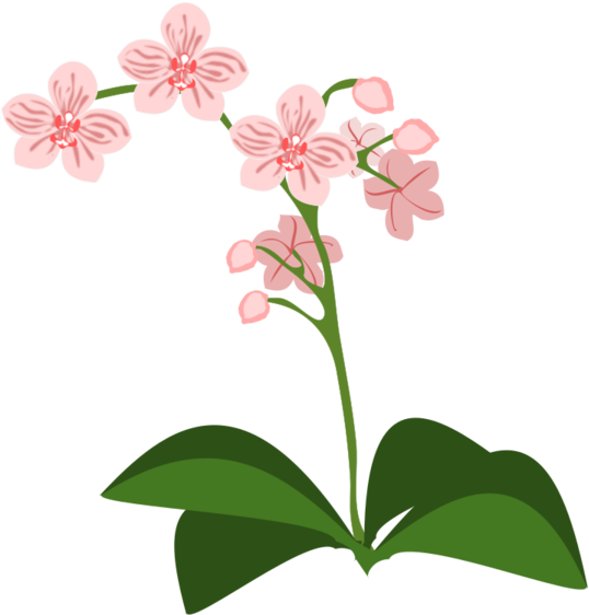 Transparent Orchid Flower Plant Flora Clipart For Flowers - Orchidée Clipart - Png Download (600x600), Png Download