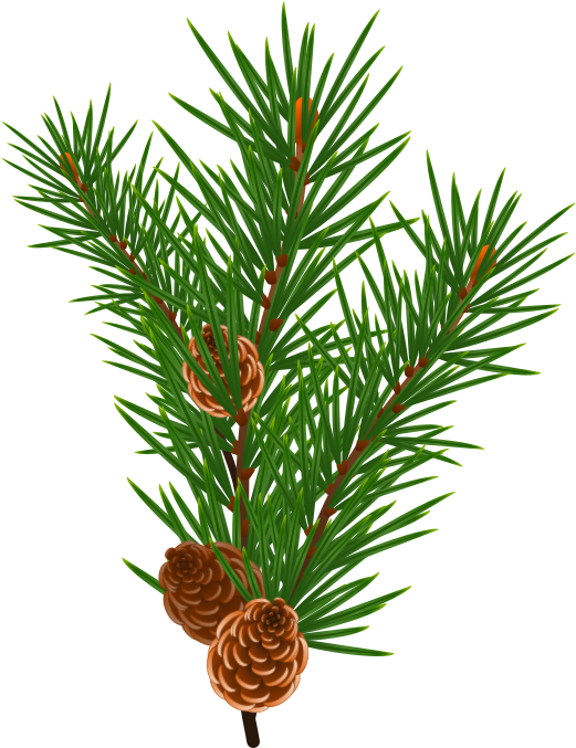Loblolly Pine Tree Branch Clipart Clipart Transparent - Sweet Smell Of Christmas Printables - Png Download (566x800), Png Download