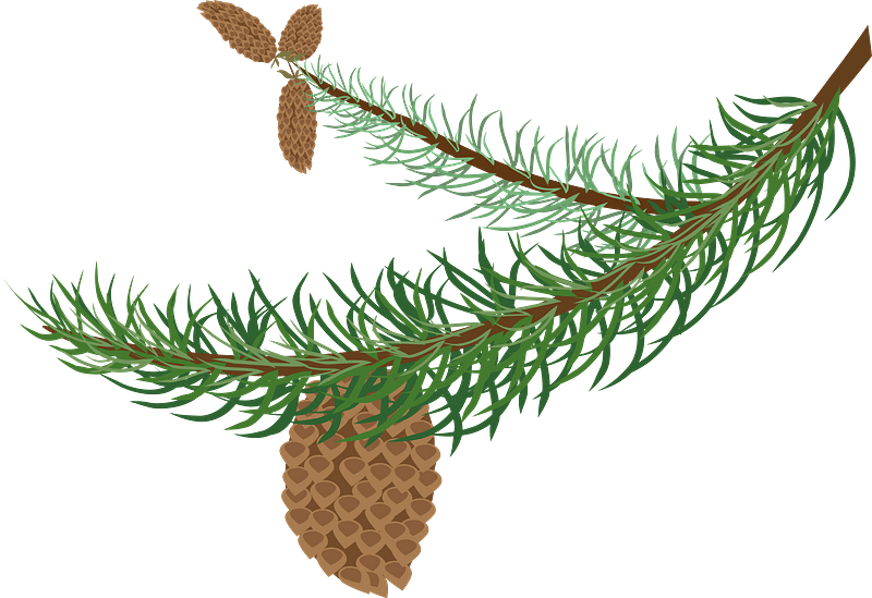 Fir Branch With Cones Clipart - Clipart Winter Tree Branch - Png Download (800x549), Png Download