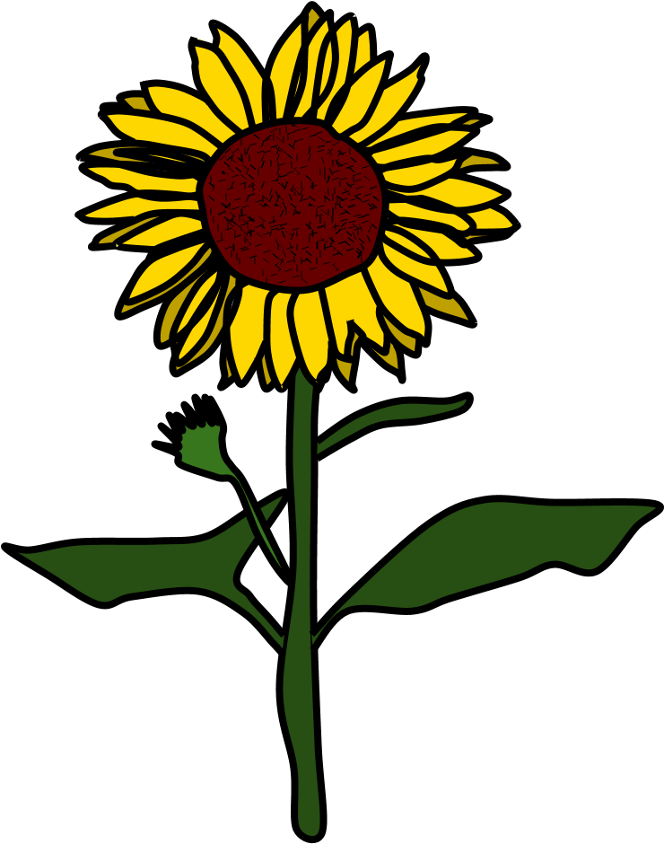 Sunflower, Yellow, Brown - Sunflower Black And White Cartoon Clipart (816x1056), Png Download