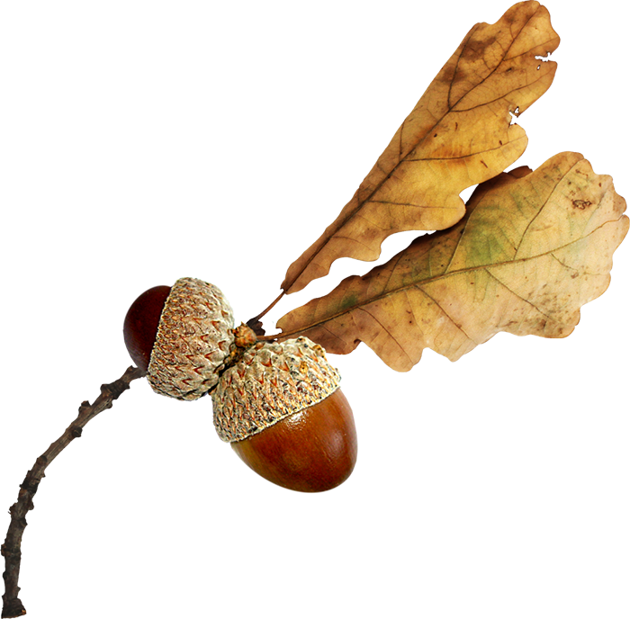 Acorn Clipart (700x688), Png Download