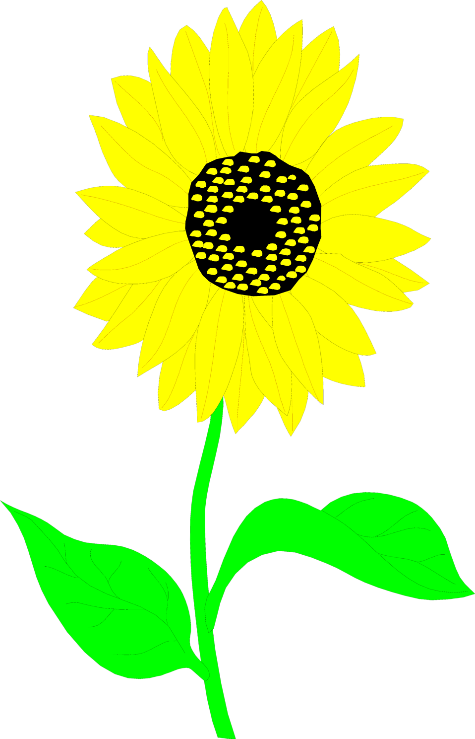 Common Sunflower Drawing Clip Art - Clip Art - Png Download (958x1488), Png Download