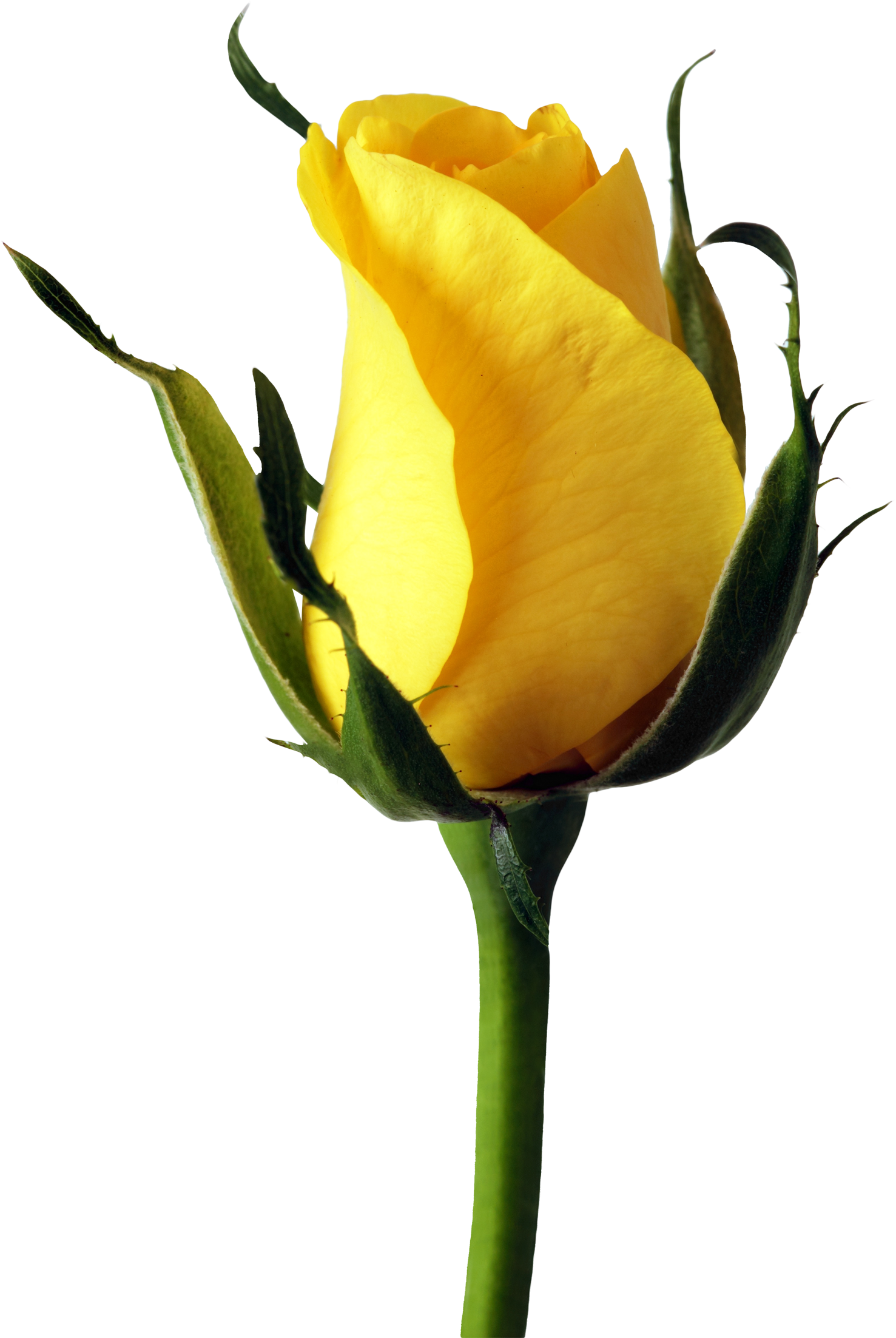 Free Yellow Rose Png Clipart (1728x2340), Png Download