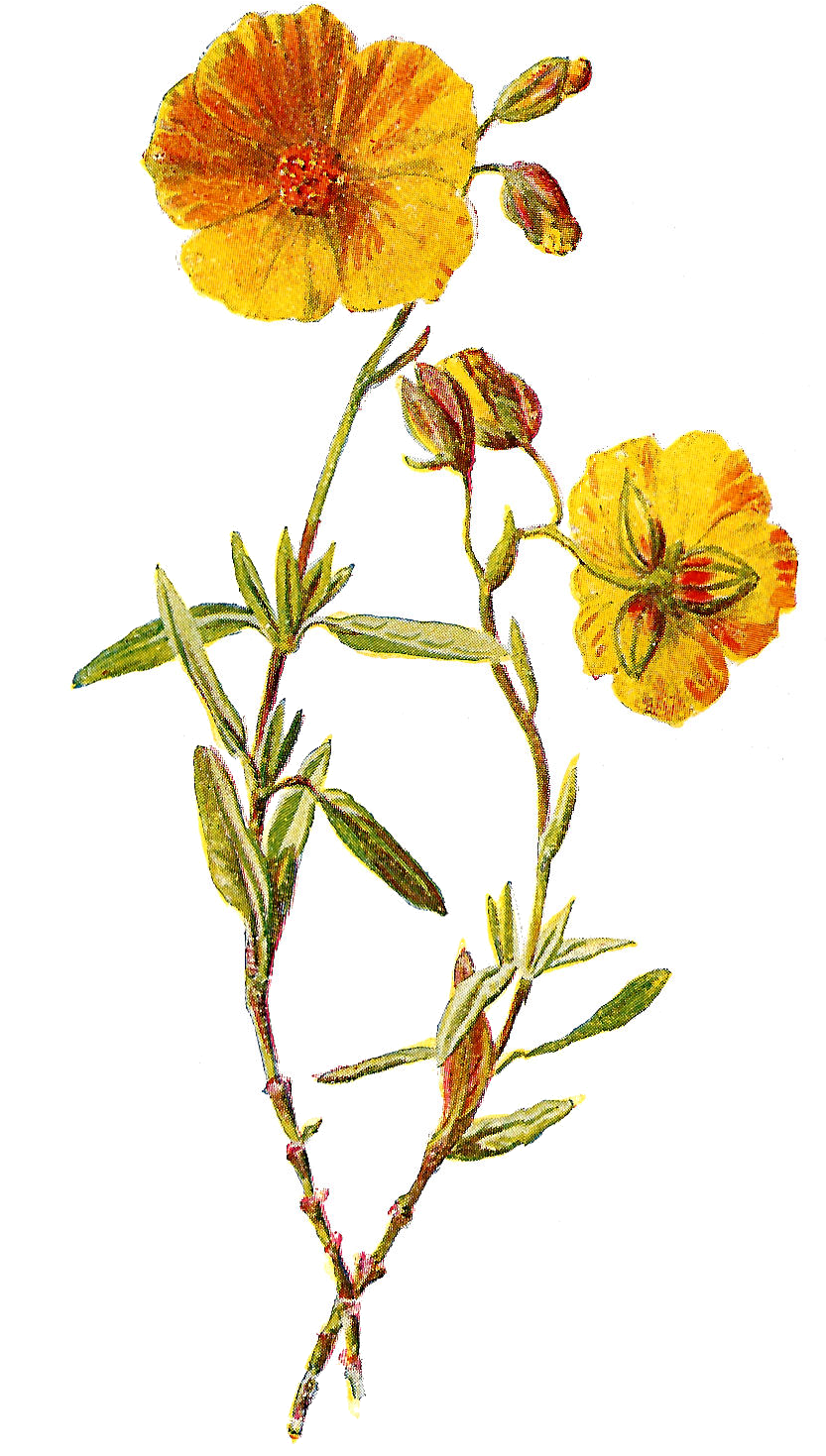 Transparent Botanical Clipart - Wild Flower Png (833x1469), Png Download