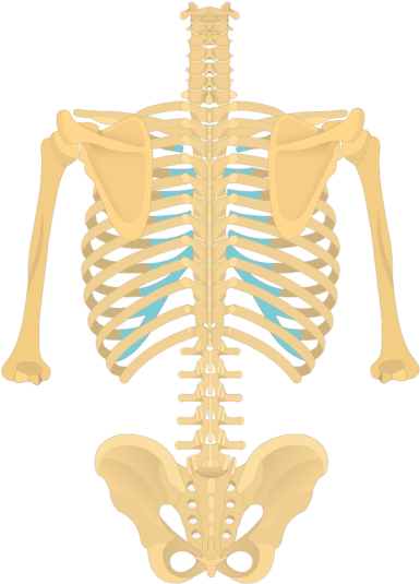 Spine Clipart Back Bone - Png Download (745x550), Png Download