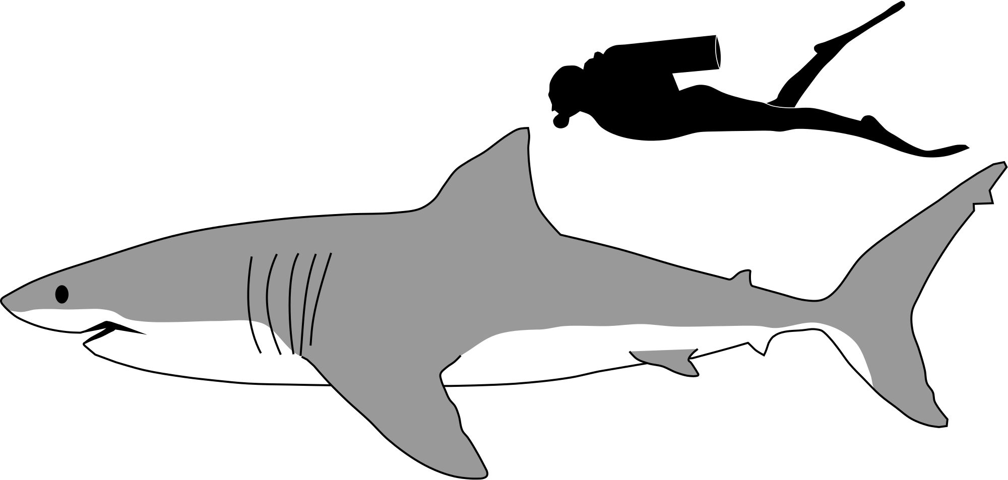 Great White Shark Size To Human Clipart (2000x953), Png Download