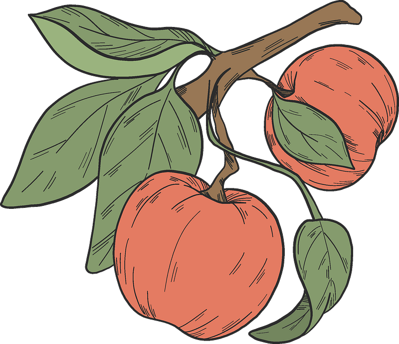 Red Apples On A Branch Clipart - Tomatillo - Png Download (300x259), Png Download