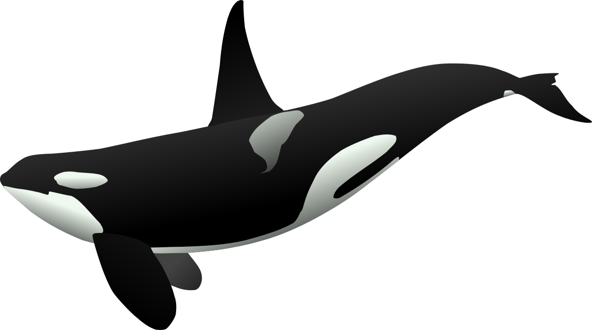 Orca Matthew Gates R - Orca Clipart - Png Download (600x600), Png Download