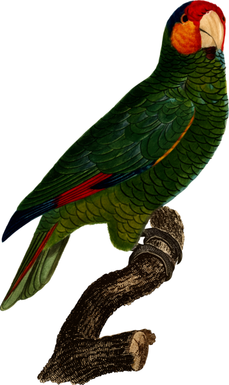 Macaw,parrot,lorikeet - Red-lored Amazon Clipart (446x750), Png Download