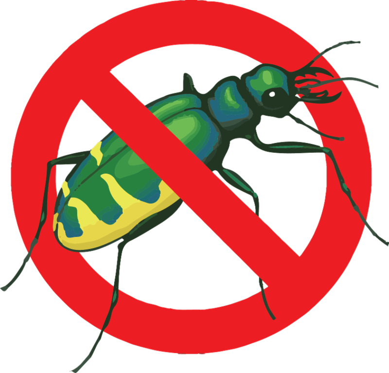 Clip Art - Png Download (800x767), Png Download