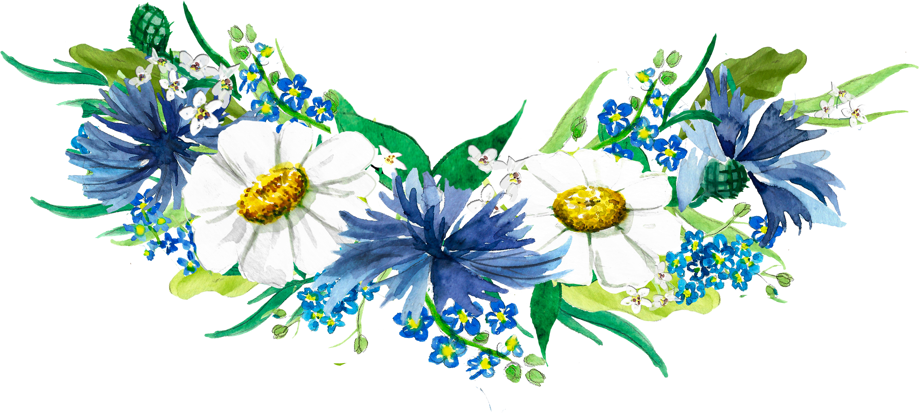 African Daisy Clipart (3840x1910), Png Download